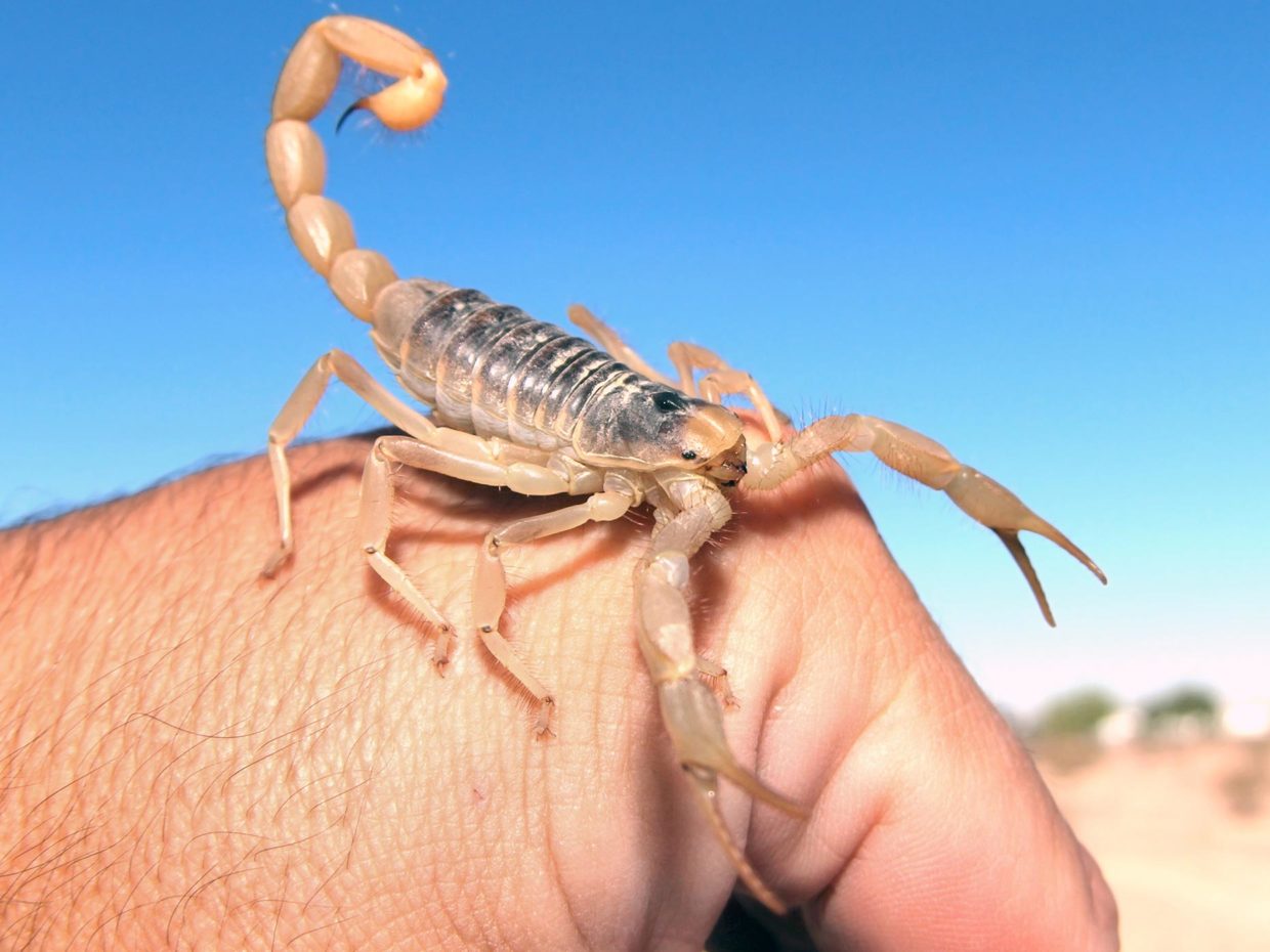 scorpione sopra una mano