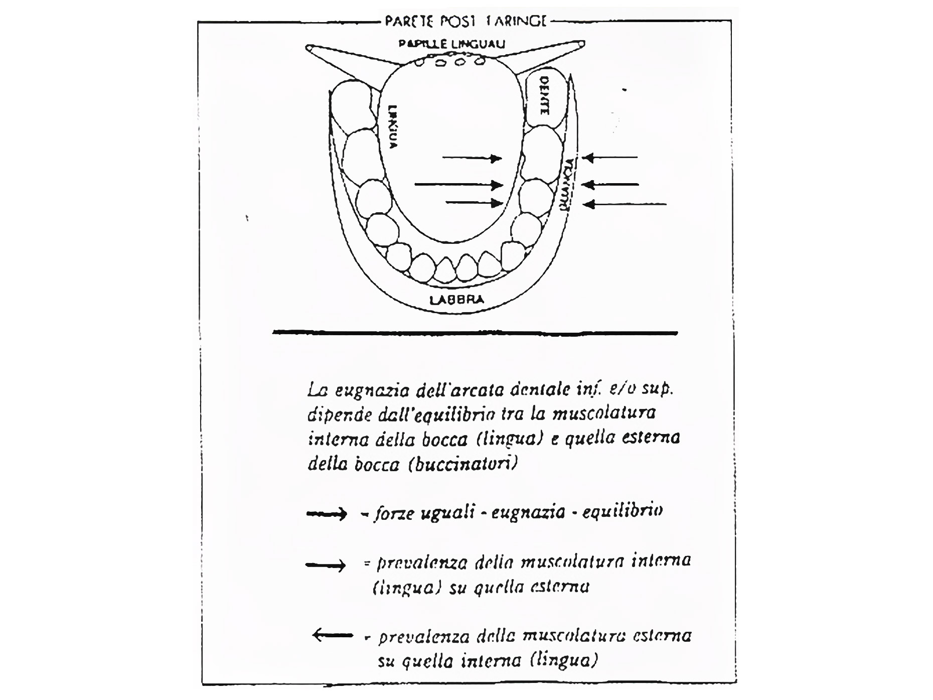 disegno che mostra l'eugnazia della struttura dentale