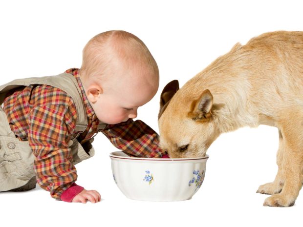 neonato infila la mano nella ciotola mentre il cane sta mangiando