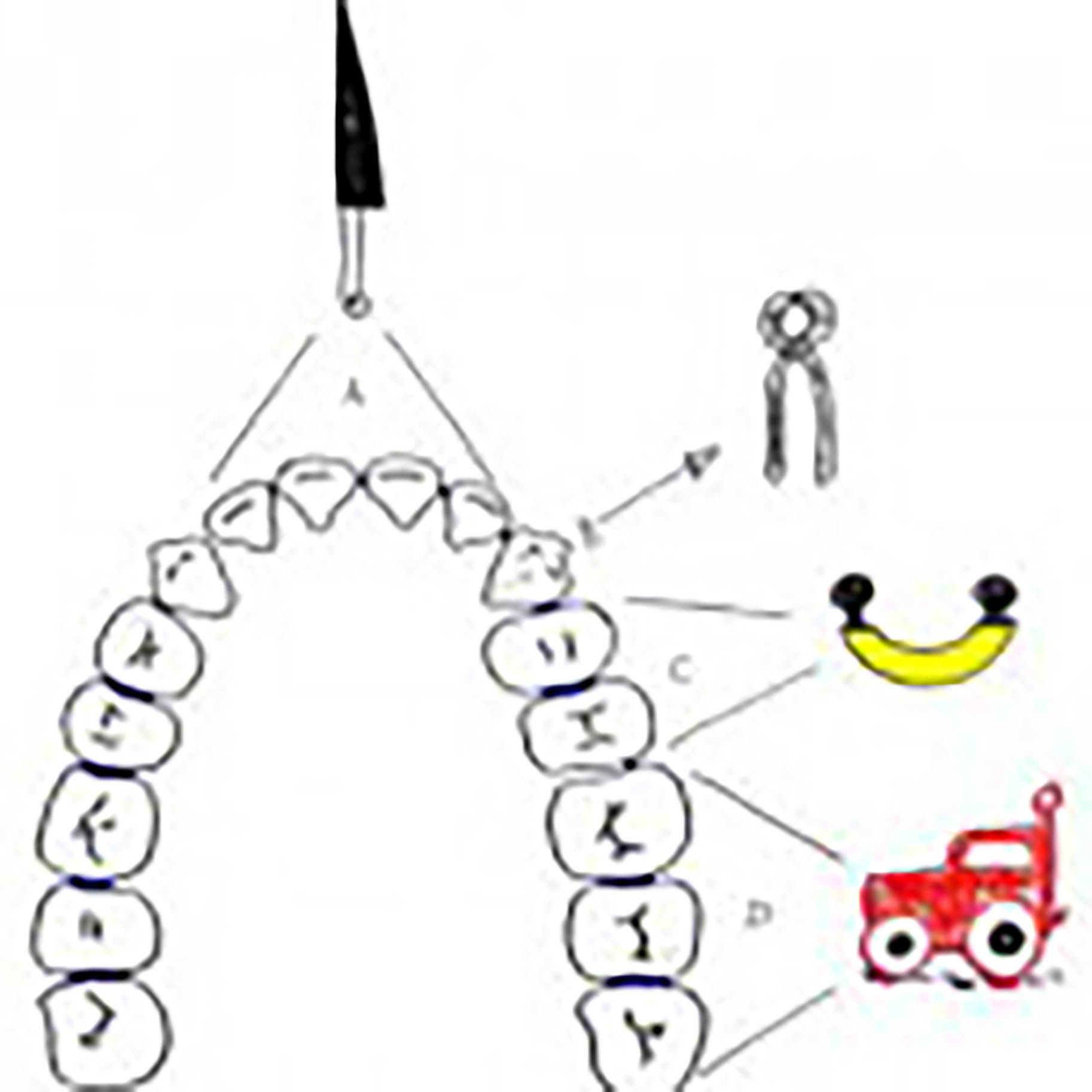 immagine mostra la funzione dei diversi denti