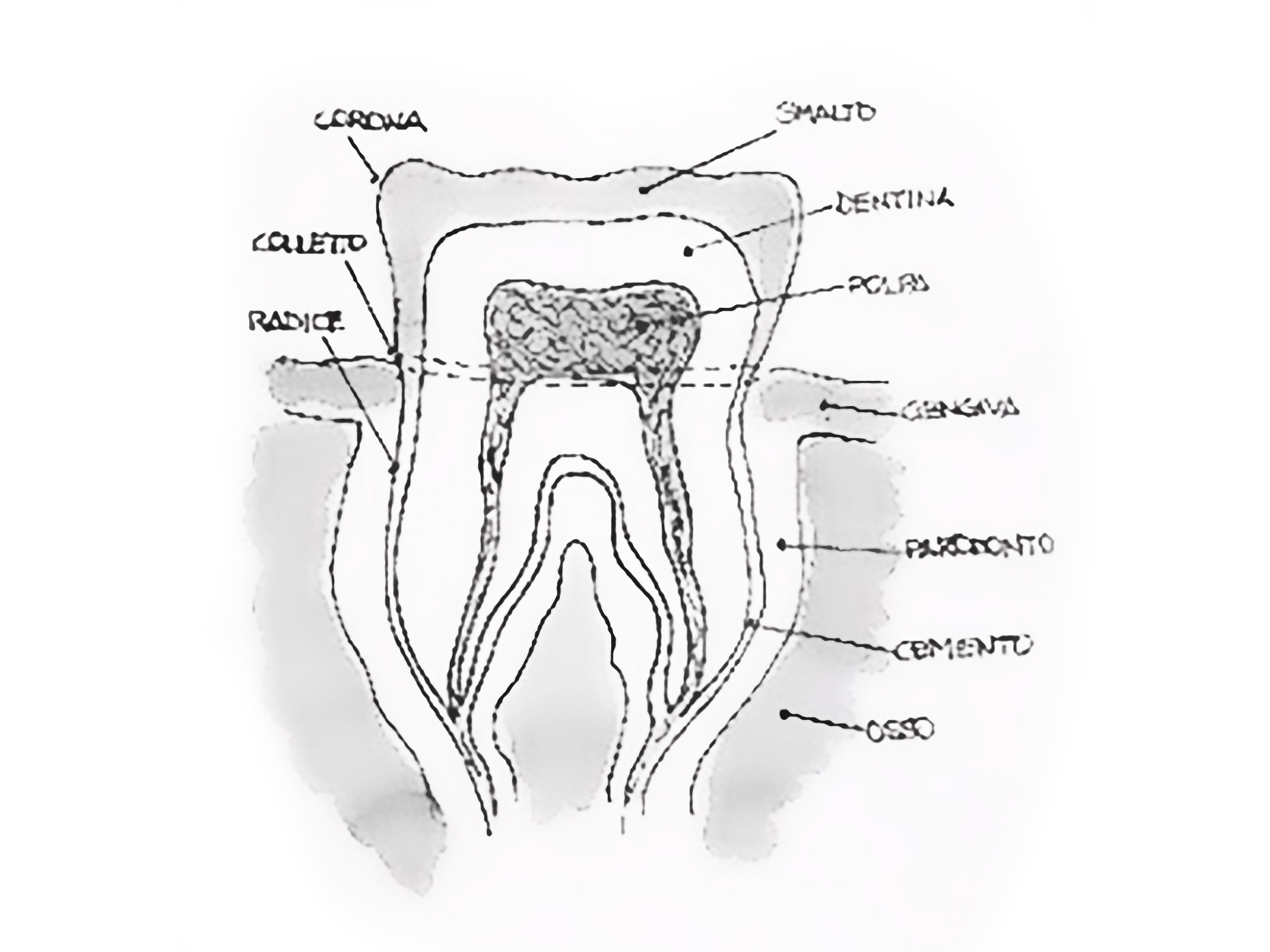 composizione del dente