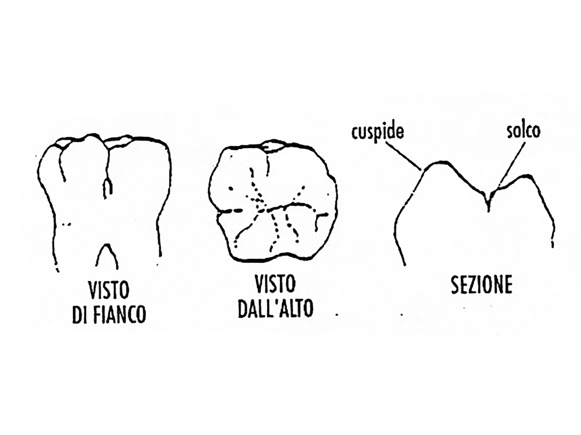 immagina della struttura dentale laterale e dall'alto